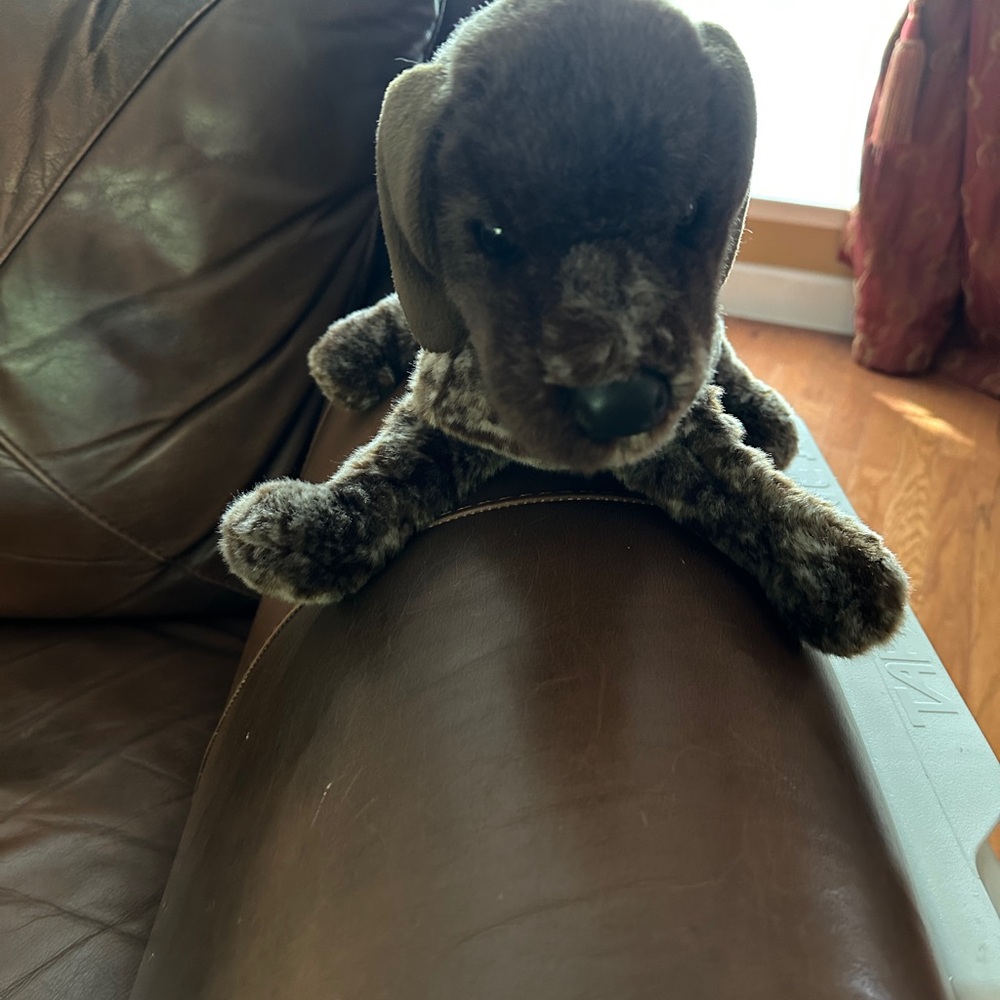 Wolfgang 16" German Short Hair Pointer Dog Douglas Plush Stuffed Puppy Bass Pro